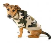 combat dog hoodie